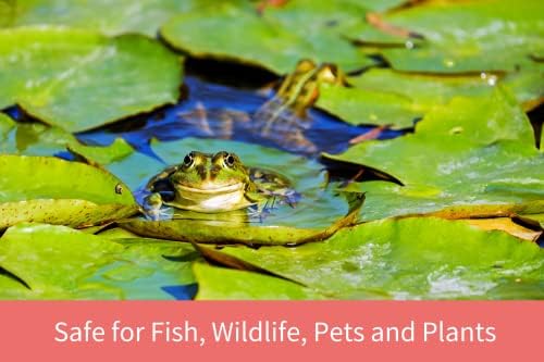 Focal e palha de cevada líquida para lagoas e aquários - seguros para peixes, plantas, animais de estimação e vida selvagem