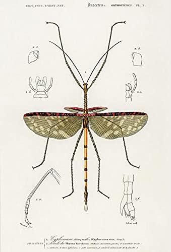 Cyphocrana Titan - 1849 - ímã de ilustração de insetos