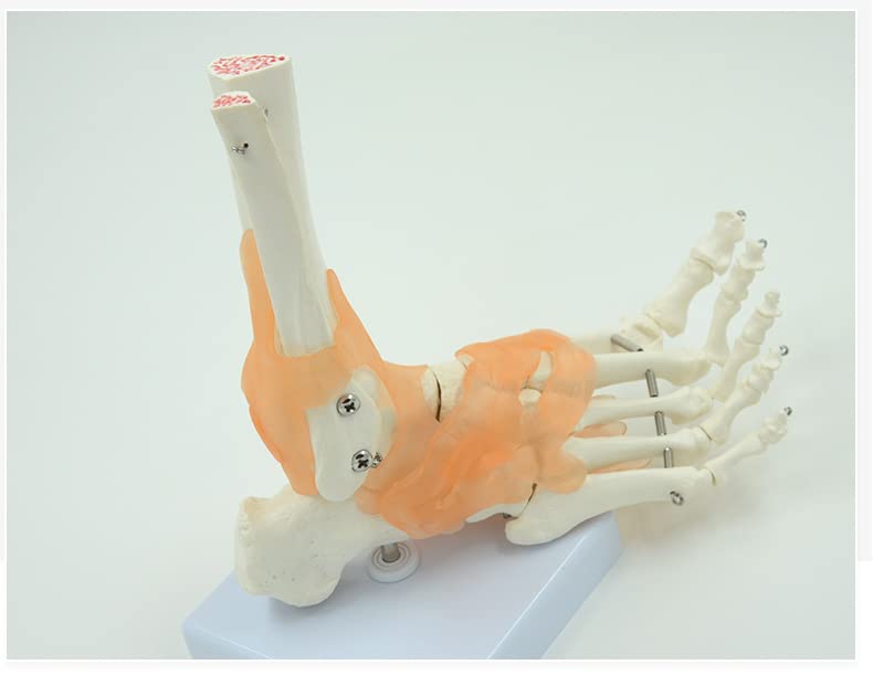 Modelo de esqueleto de pé anatômico de Supershu com base de base de base de base em Ligamento PVC Plástico Tamanho da vida