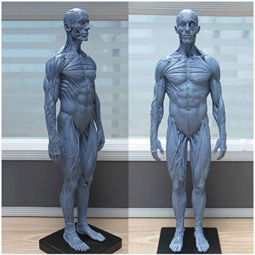 Modelo de pintura anatômica do esqueleto humano - 30cm Modelo de ósseo muscular anatômico de 30 cm - Modelo de figura de anatomia