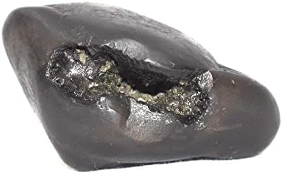 Rudrakshguru fóssil raro kurma shaligram, preto