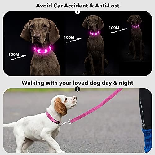 Pzrlit LED Light Up Collars Dog Collars Micro USB Recarregável, Totalmente Ajustável e Brilho Brilho Brilhas Colares Escuros Colo