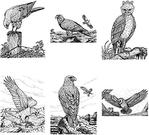 Livro para colorir adulto Aves de presas gravando Falcon Owl EA. Designs vintage de Flonz
