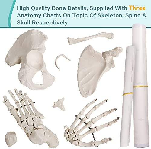 New Horizon Human Model of Skeleton for Anatomy 67 “High com mais de 200 estruturas de ossos, modelo humano desarticulado