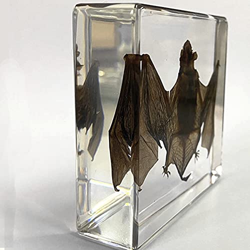 Espécimes de morcego envoltos em resina Biologia de peso de papel Anatomia Pré -escolar Labatic Educational Ensthing Toy