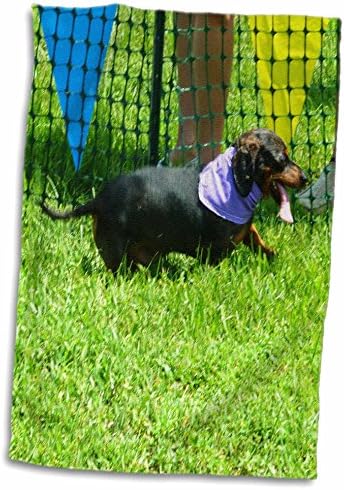 3drose Fleene Dog - Happy Dacshund vence uma corrida - toalhas