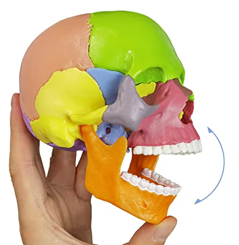 Hadwyn New Update Anatomy Skull Model, modelo de crânio médico colorido de 15 partes para crianças, anatomia humana explodida