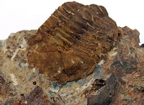 Trilobita Phacops Fossil Pennsylvania 387 milhões de anos 17501